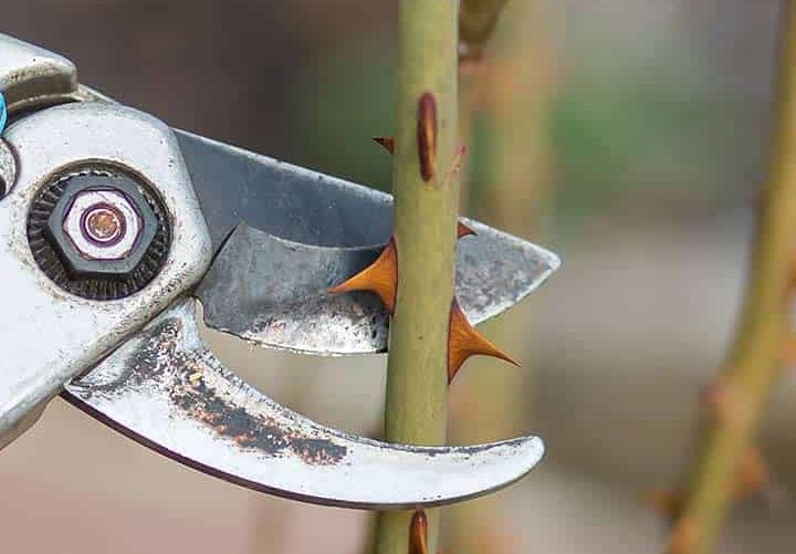 rosen-schneiden-bullinger-gartengestaltung