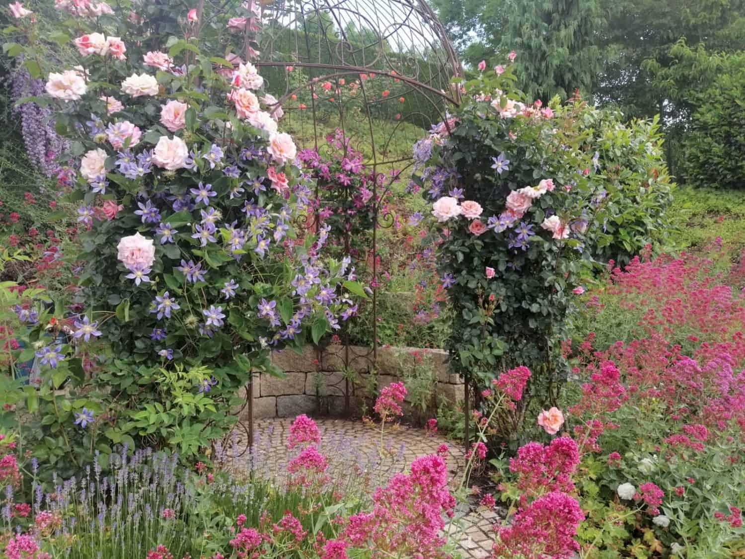 Ein üppiger Garten verfügt über einen malerischen, runden Sitzbereich, der von einer niedrigen Steinmauer begrenzt und mit leuchtend blühenden Blumen geschmückt ist. Rosa Rosen und violette Clematis ranken an einem Drahtgitter hoch und bilden einen romantischen Torbogen. Im Vordergrund sind eine Reihe rosa und roter Blumen zu sehen.